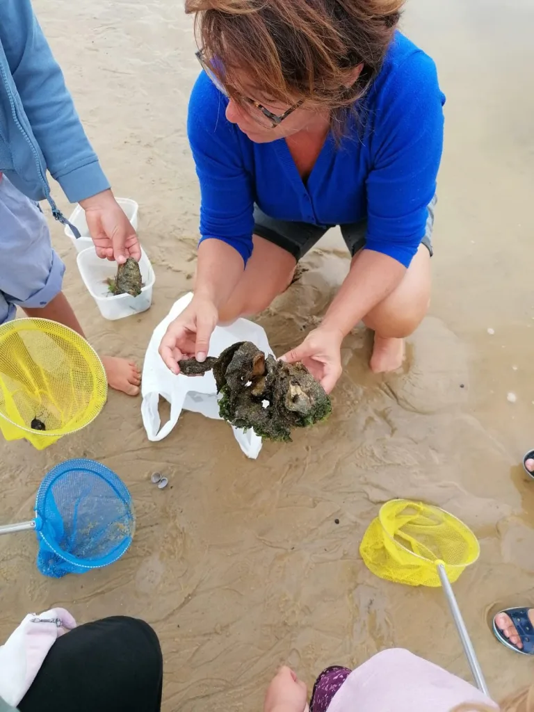 Photo de Au gré des marées / Découvrir la pêche à pied