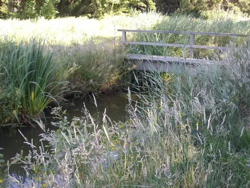 Photo de Sortie nature accompagnée autour de l’étang