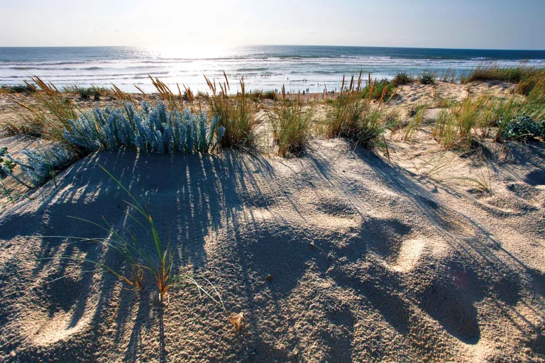 Landes coastal conservation and protection of dunes