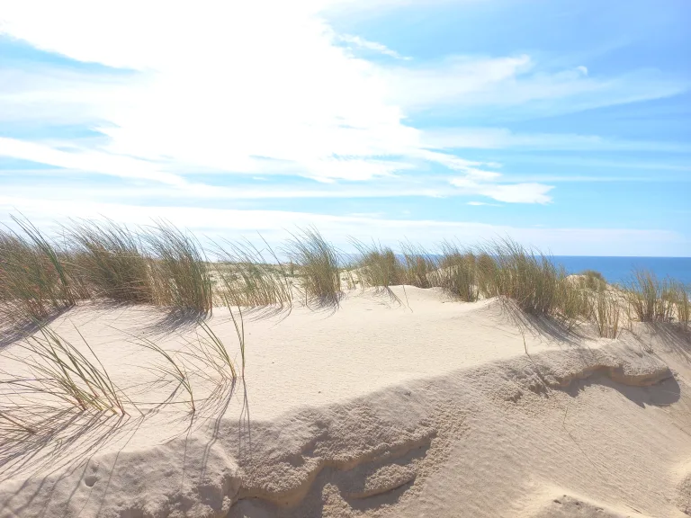 Photo de COMPLET-Balade à la découverte des milieux dunaires