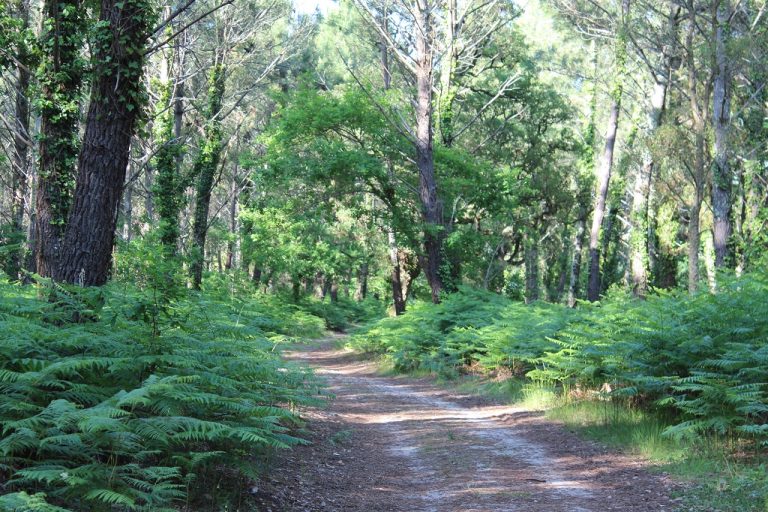 Photo de S’enraciner à l’image des arbres, Bain de forêt