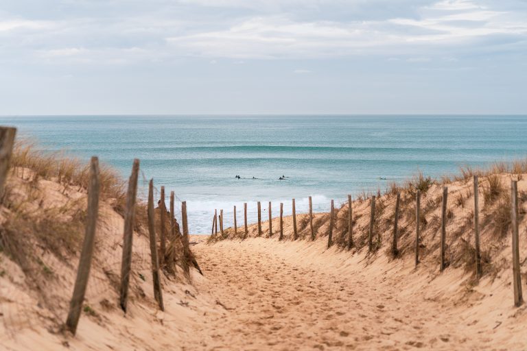 Photo de Découverte des plantes des dunes à Hossegor