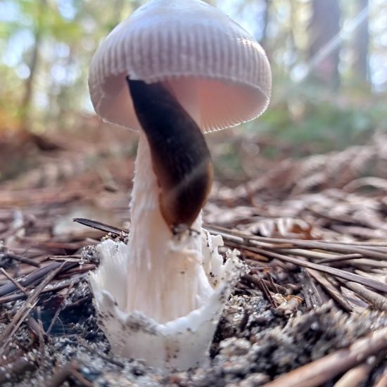 Photo de Initiation à la mycologie