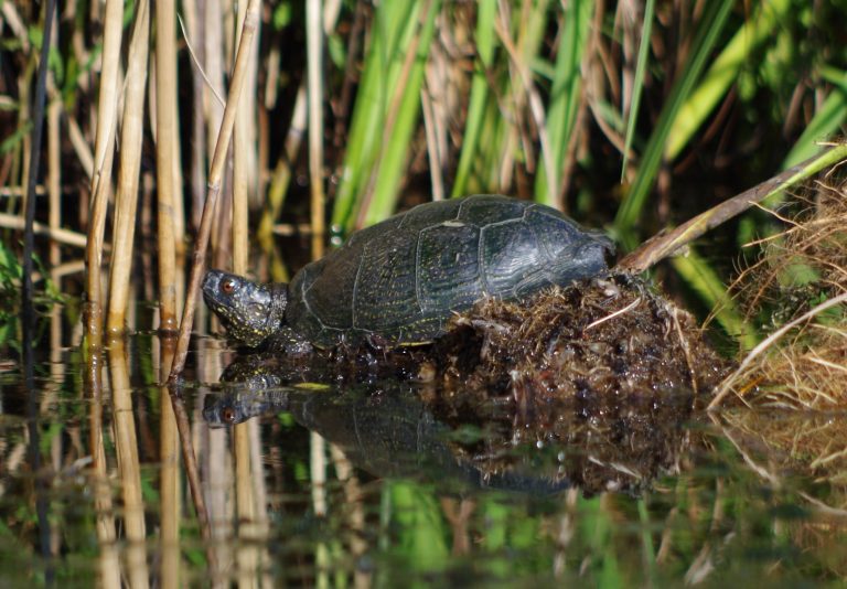 Photo de Sortie nature en milieux humides