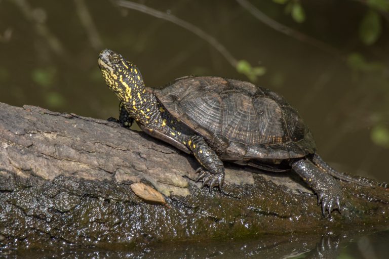 Photo de Sortie nature en milieux humides